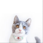 Cat with cat teaser laser toy on a white background