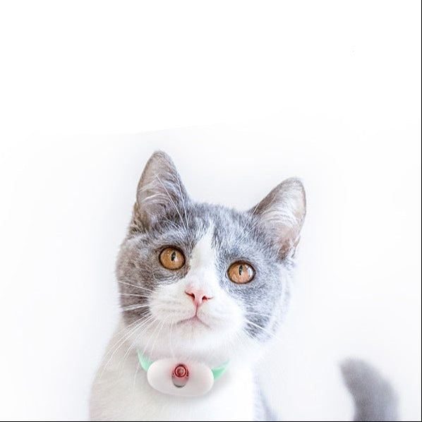 Cat with cat teaser laser toy on a white background
